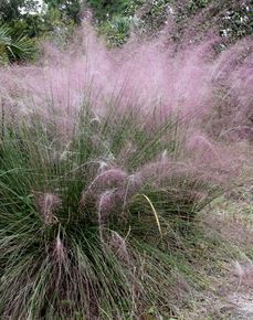 亂子草亞族 亂子草亞族