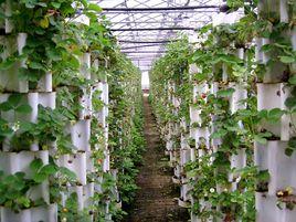 紫背天葵草[紫背天葵草]