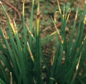 麥冬黑斑病 麥冬黑斑病