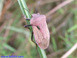小麥椿象 小麥椿象