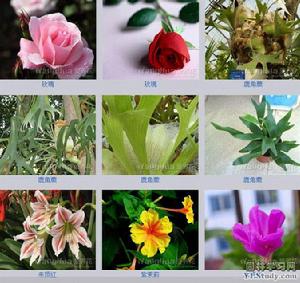 植物圖片