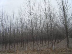 黃相如村 黃相如村