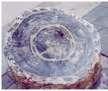 浙江新昌矽化木國家地質公園