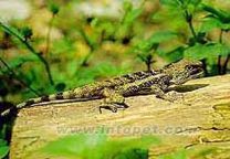 短肢龍蜥 短肢龍蜥