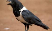 白頸烏鴉