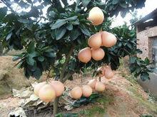 三紅柚樹形特徵