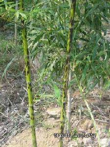 斑斑[形容詞性詞語]