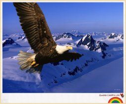 老鷹之歌 老鷹之歌