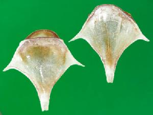 駝蝶螺科 駝蝶螺科