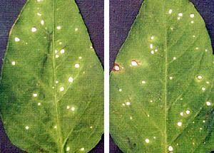 辣椒葉點霉 辣椒葉點霉