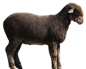 深圳東山羊 深圳東山羊