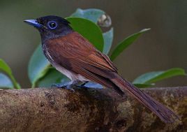 紫壽帶鳥琉球亞種 紫壽帶鳥琉球亞種