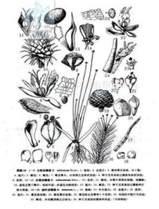 大藥谷精草 大藥谷精草