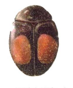 圓斑彎葉毛瓢蟲 圓斑彎葉毛瓢蟲