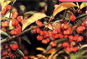 三脈衛矛 三脈衛矛