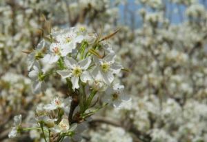 《又見梨花開》 《又見梨花開》