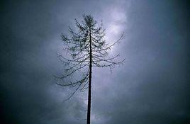 SAR[模擬酸雨(Simulated Acid Rain)]