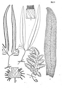 來源：中國植物志原版墨線圖