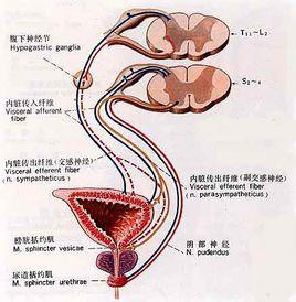 內臟植物性系統 內臟植物性系統