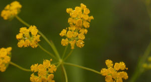 堅挺柴胡 堅挺柴胡