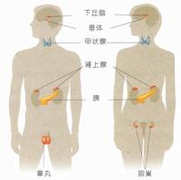 內分泌科 內分泌科