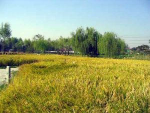 京西稻米 京西稻米