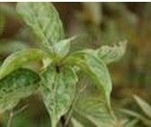 彎管花屬 彎管花屬