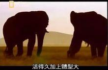 動物長壽的秘密