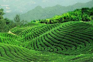 雲南雙江古茶山國家森林公園