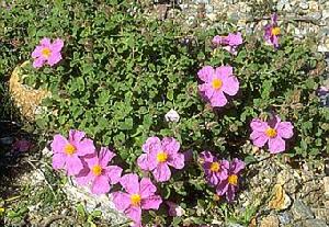 半日花科 半日花科