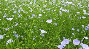 晉亞10號 晉亞10號