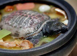 甲魚湯 甲魚湯