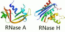 RNaseA和RNaseH的結構示意圖