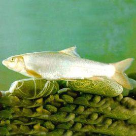 章山細甲魚 章山細甲魚