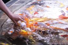 開封東京極地海洋館