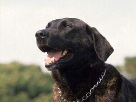 卡斯楚拉博雷羅犬 卡斯楚拉博雷羅犬