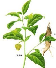 天蓬子屬 天蓬子屬