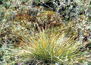 北興安苔草 北興安苔草