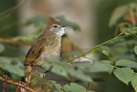 白喉褐冠鵯 白喉褐冠鵯