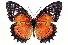 廣蝶科代表種類