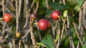 厚葉石斑木（果）