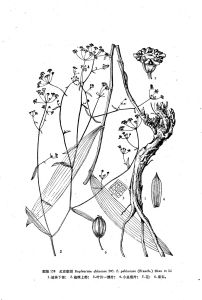 北京柴胡 北京柴胡