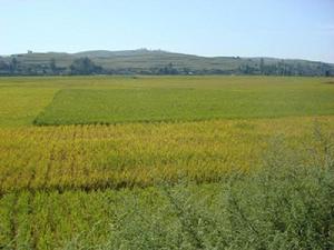 魯家院村耕地<a name="ref_&#91;7&#93;"></a>