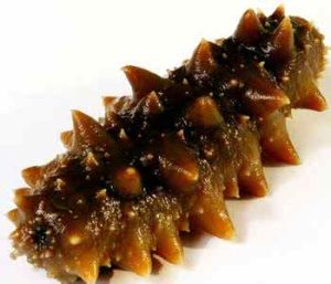 麥海參 麥海參
