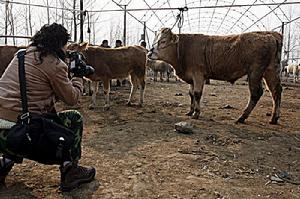 嵩縣閆莊黃牛市場