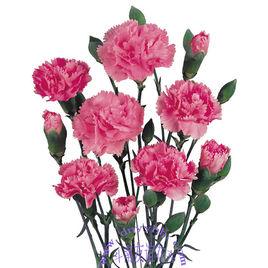 多頭康乃馨 多頭康乃馨