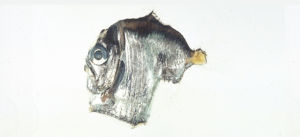 似低褶胸魚 似低褶胸魚