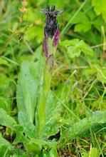 多鞘雪蓮 多鞘雪蓮