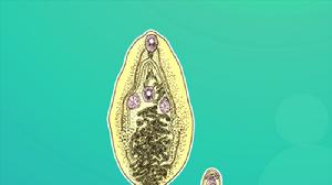 枝睪闊盤吸蟲 枝睪闊盤吸蟲