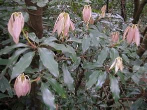 長梗木姜子 長梗木姜子